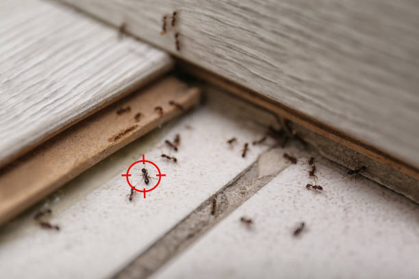 Best Commercial Pest Control Services  in Oakdale, NY
