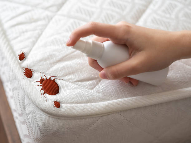 Best Local Pest Control Services  in Oakdale, NY